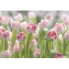 Titkos kert poszter 8-708