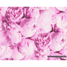 New Studio 2.0 tapéta 37398-1