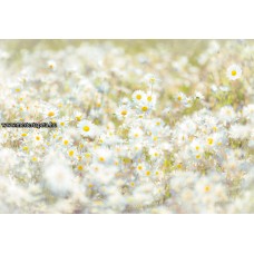 Százszorszépek poszter 8-994