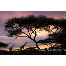 XXL Szavanna poszter 470296