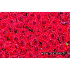 XXL Vörös rózsák poszter 470357 XXL Vörös rózsák poszter 470357